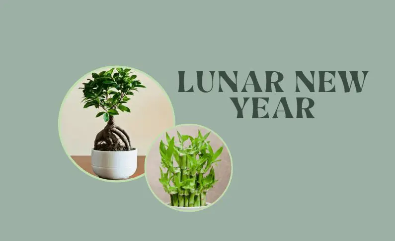 Lunar New Year