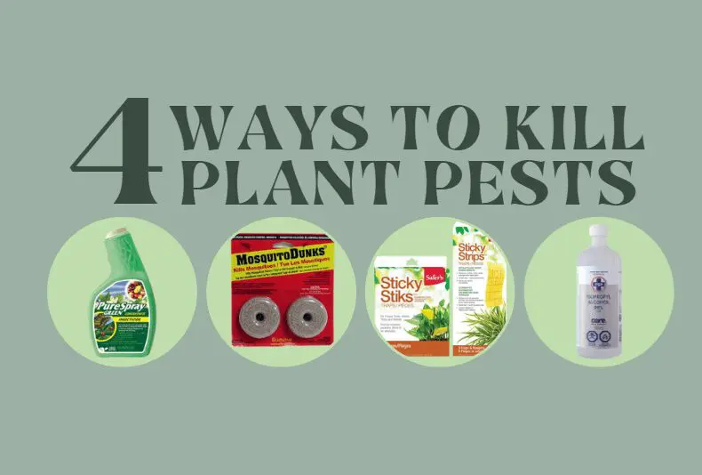 Four products for killing plant pests: insecticidal soap spray, mosquito dunks, sticky traps, and neem oil, each shown in packaging against a green background.