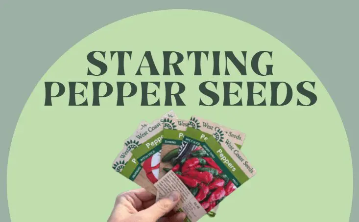 Starting Pepper Seeds