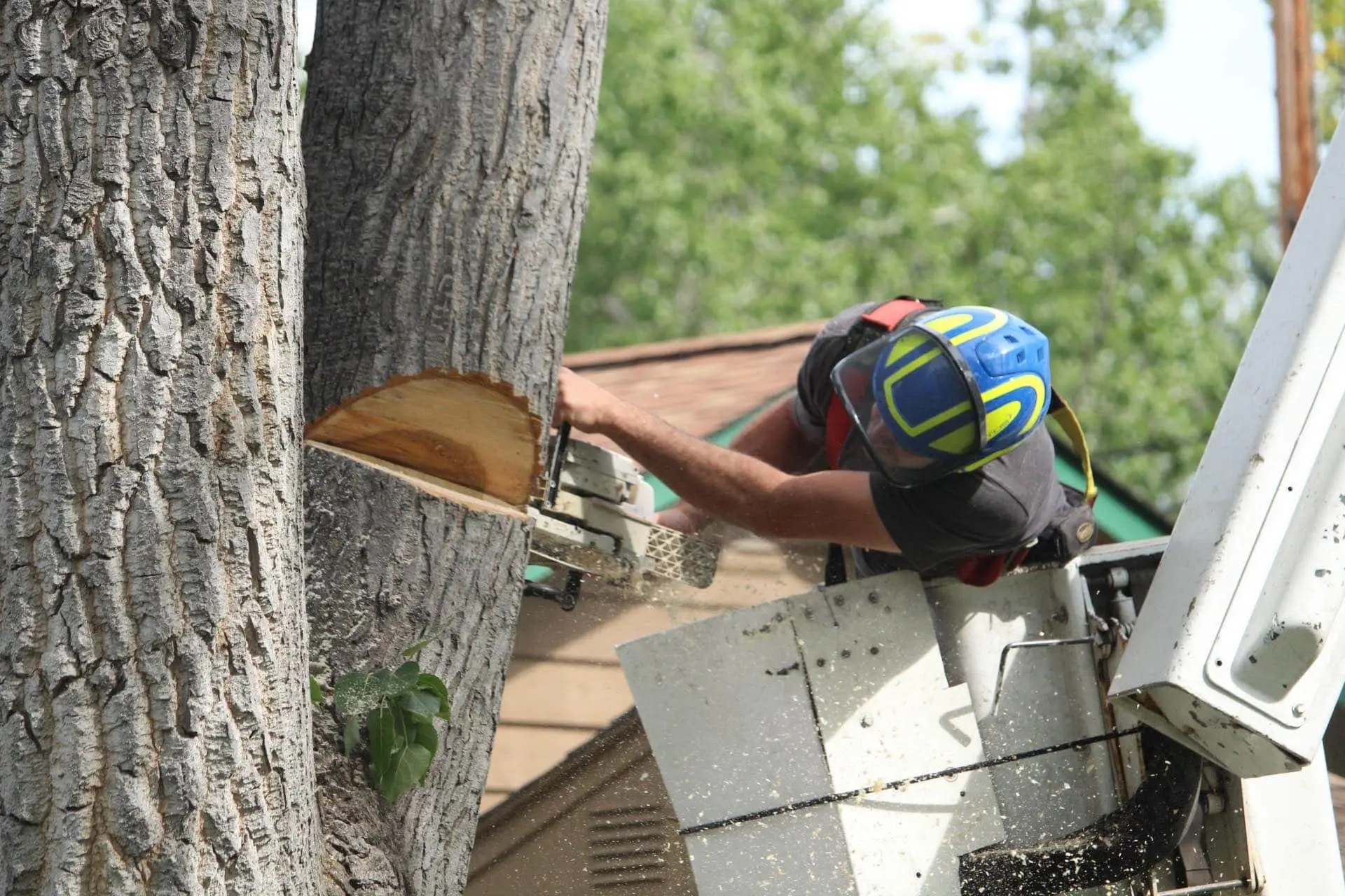 Tree Removals