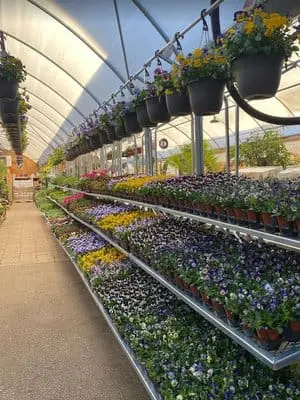 Greenhouse with Rows of Potted Plants