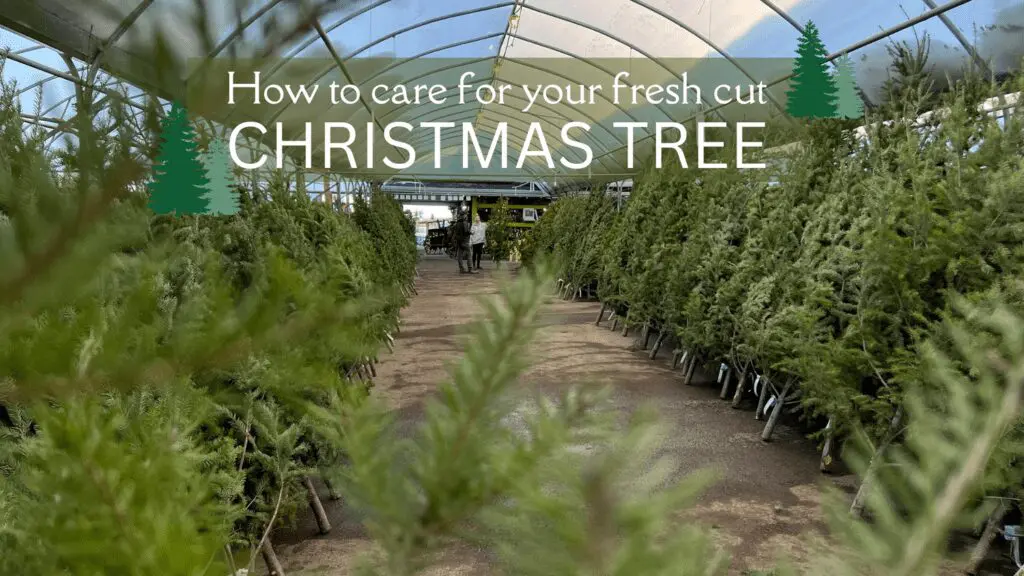 How to care for your fresh cut christmas tree