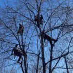 Given the visual and our ongoing conversation about Prune It Up Tree Service in the United States, a suitable ALT text would be: Four arborists from Prune It Up Tree Service using ropes and harnesses while working high in bare deciduous trees