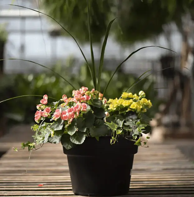 Screenshot (8).png Pot of plant and flower