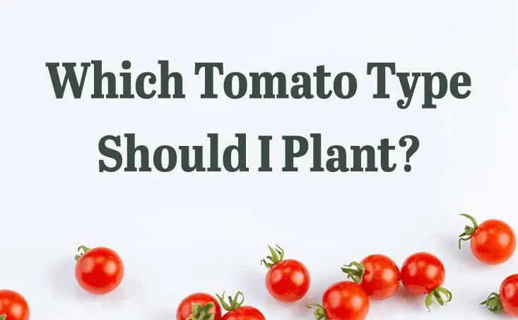 Text graphic: "Which Tomato Type Should I Plant?" with scattered cherry tomatoes at the bottom.