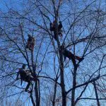 Four arborists from Prune It Up Tree Service using professional climbing gear to work safely in the upper branches of bare deciduous trees under a clear blue sky