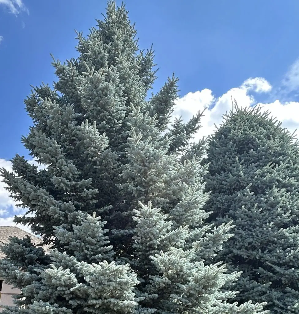 Two mature Colorado Blue Spruce trees