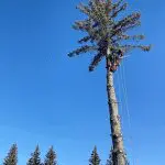 An arborist from Prune It Up Tree Service using safety ropes to prune the upper branches of a tall evergreen tree against a clear blue sky