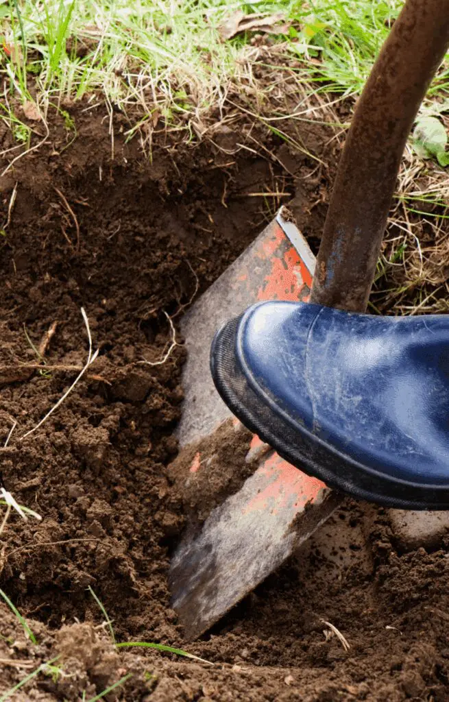 A person wearing a blue boot presses a shovel into the soil while digging in a garden.