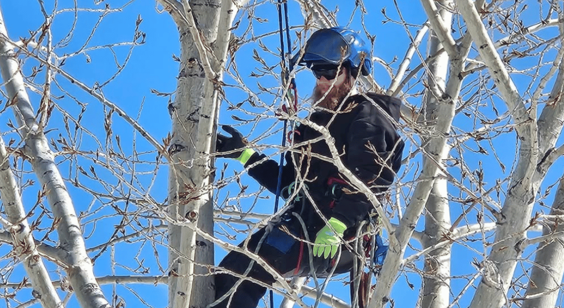 A person wearing safety gear and a helmet climbs high among bare tree branches against a clear blue sky.