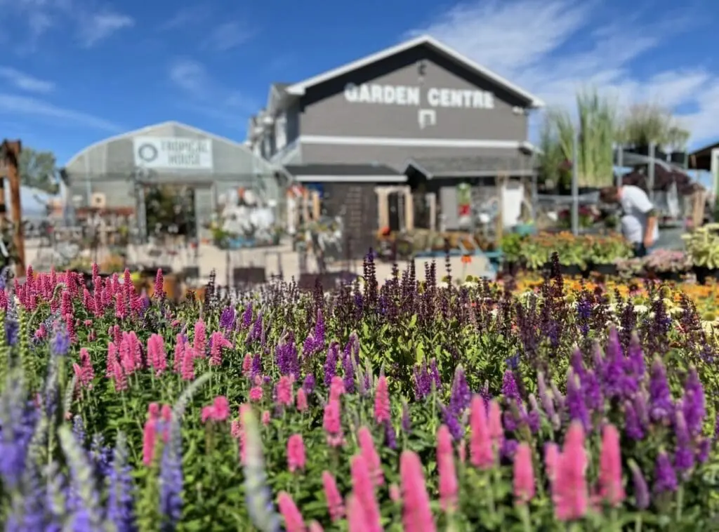Screenshot Colorful flowers in the foreground at an outdoor garden center, with the main building and clear blue sky in the background.