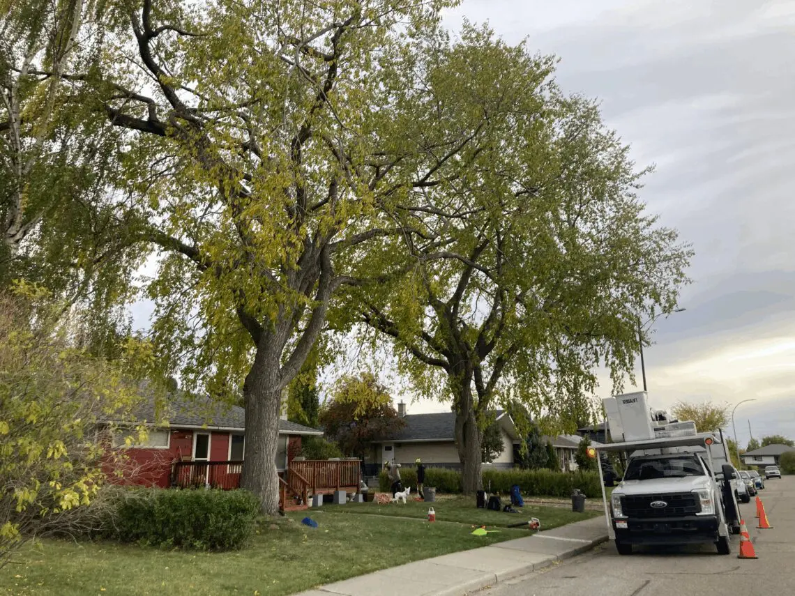 A work truck is parked on a residential street near two large trees, with workers and equipment set up on the grass and sidewalk.