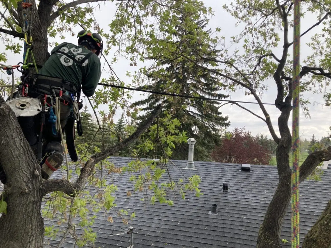 An arborist in safety gear works in a tree above a residential roof, using ropes and equipment for tree cabling and bracing, surrounded by green leaves and branches.