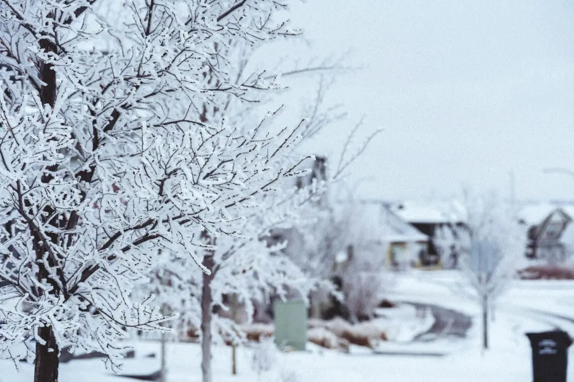 Snow-covered trees line a suburban street, with houses and a road visible in the background on a cold winter day.
