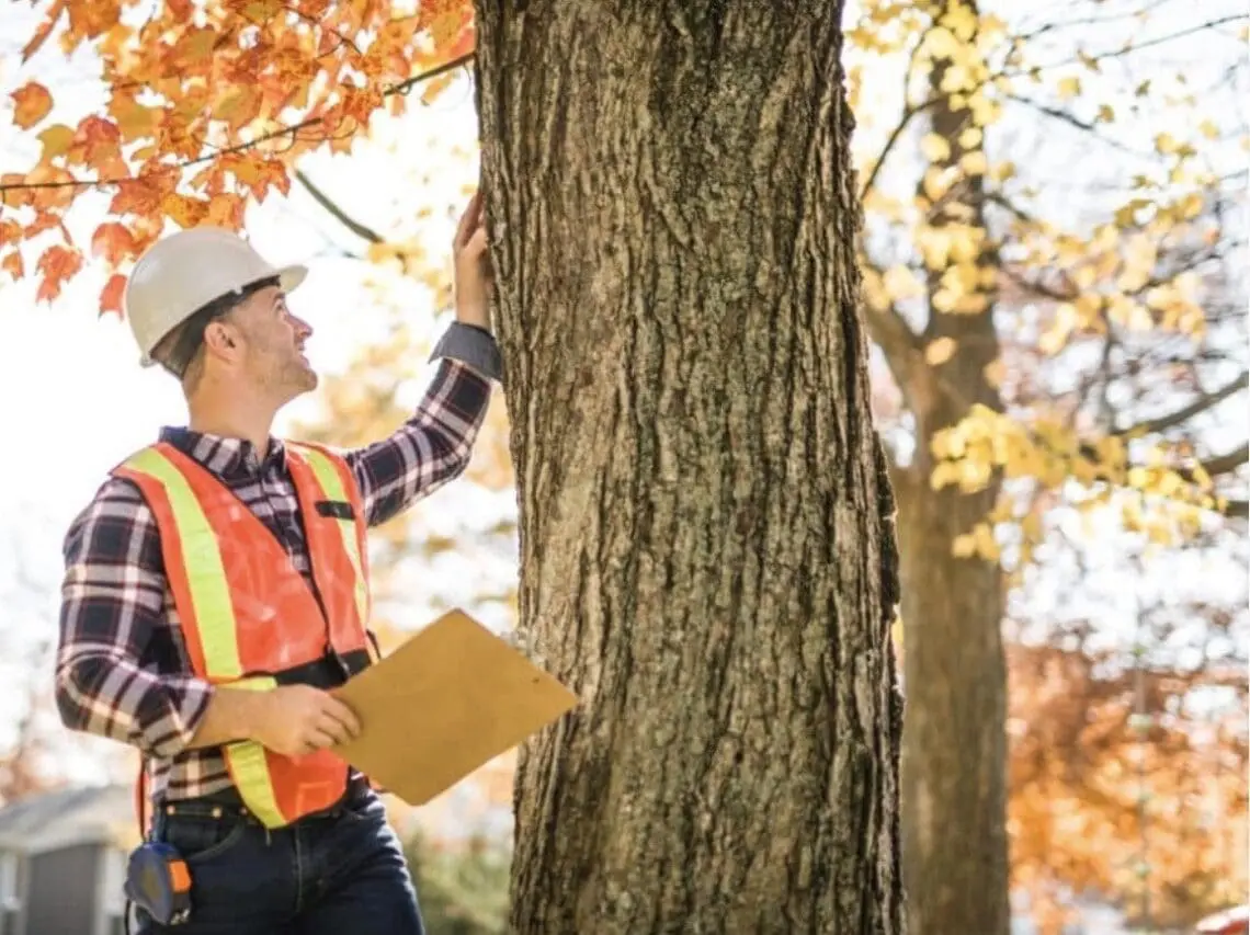 A person in safety gear and a hard hat inspects a large tree outdoors, holding a clipboard. Autumn leaves and sunlight are visible—showcasing Tree Consultation and Inspection in Calgary by Certified Arborists.