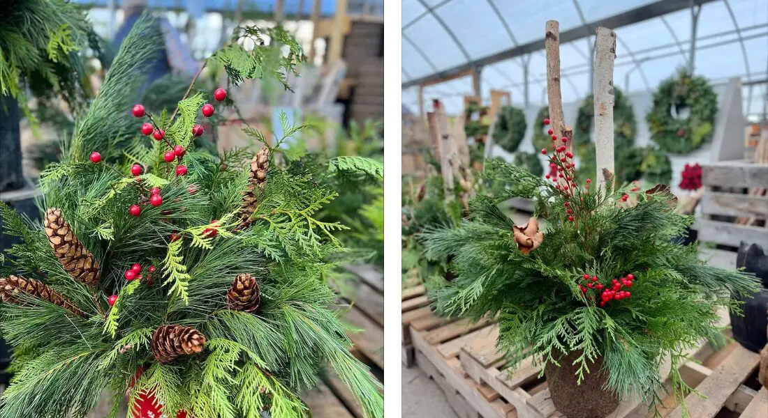 Two evergreen holiday arrangements in pots, featuring pine branches, pinecones, and red berries, displayed on wooden pallets inside a greenhouse.