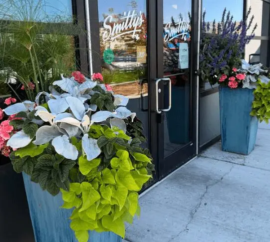 Screenshot 2025-11-06 155140 Two large blue planters with mixed green and flowering plants from an annual greenhouse are placed outside the glass entrance of a building labeled "Smitty's.