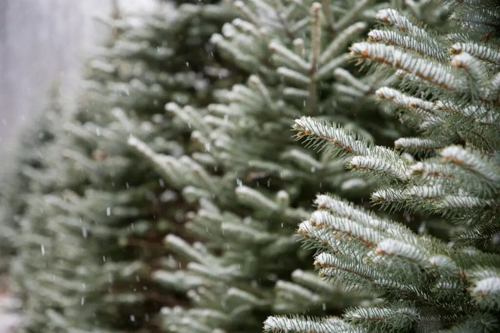 Close-up view of several evergreen pine trees with a light dusting of snow on the branches; snowflakes are falling.