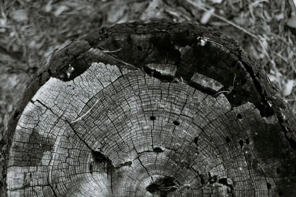 Close-up view of the top of a tree stump showing visible growth rings, cracks, and small holes, with natural debris scattered around.