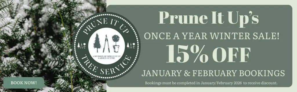 Website Banners - PIU 15% Sale Prune It Up Tree Service winter sale banner: enjoy 15% off January and February bookings! Book through our Garden Centre and complete your service in early 2025 to secure your discount.