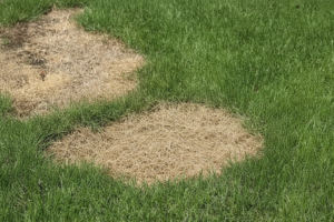 A green lawn with two large patches of dry, yellowed grass surrounded by healthy, green grass.