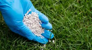 A gloved hand holds white granular fertilizer over green grass.
