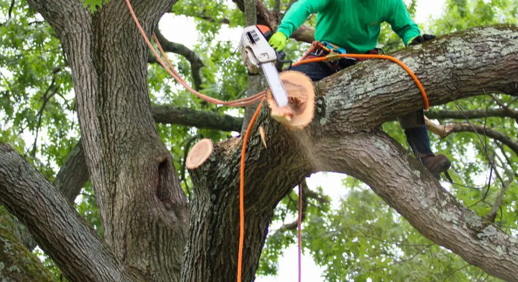 A person in safety gear uses a chainsaw to cut a large tree branch while secured with ropes.