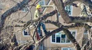 A person wearing safety gear is using ropes to trim large tree branches in front of a residential building.