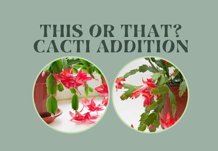 This or that Cacti Addition showing fallen flowers and intact flowers on vase