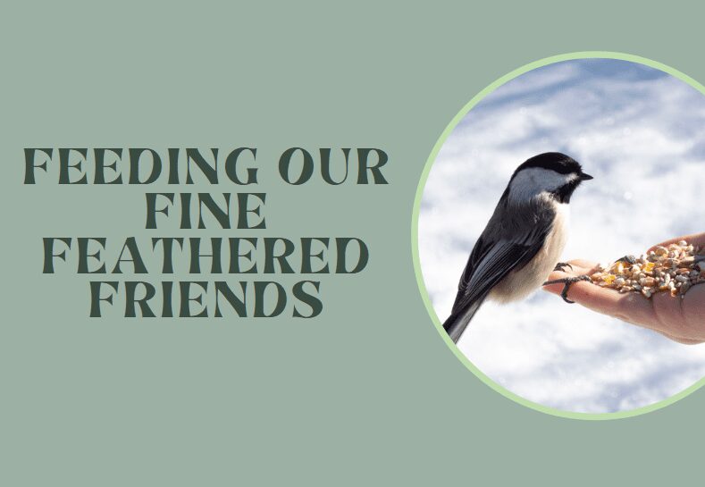 A hand holds birdseed while a small black and white bird perches nearby; text reads "Feeding Our Fine Feathered Friends.