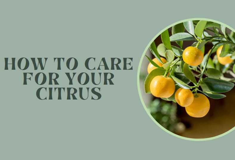 How to care for your citrus tree