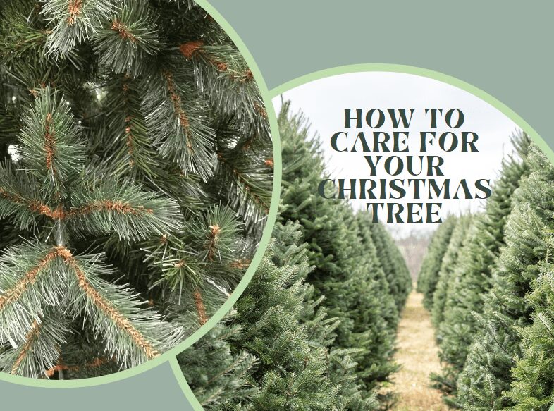 How to care for your Christmas tree