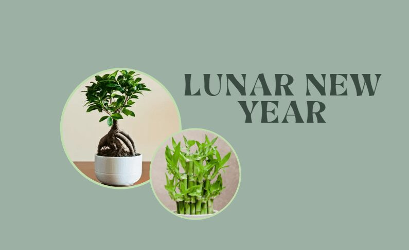 Lunar New Year