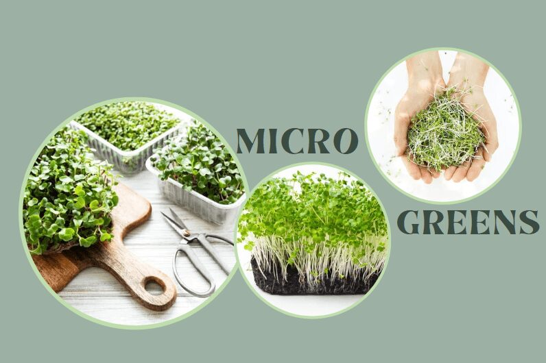 Three images of microgreens are shown: trays of microgreens, a close-up of their roots, and a pair of hands holding a bunch. Text reads "Micro Greens.