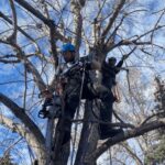Two arborists from Prune It Up Tree Service safely pruning branches high in a deciduous tree