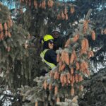 Two arborists from Prune It Up Tree Service inspecting cones on a large evergreen tree