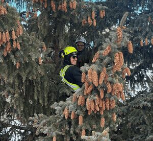 Screenshot+(102) Two arborists from Prune It Up Tree Service inspecting cones on a large evergreen tree
