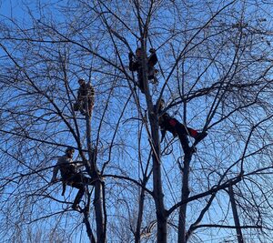 Screenshot+(103) Given the visual and our ongoing conversation about Prune It Up Tree Service in the United States, a suitable ALT text would be: Four arborists from Prune It Up Tree Service using ropes and harnesses while working high in bare deciduous trees