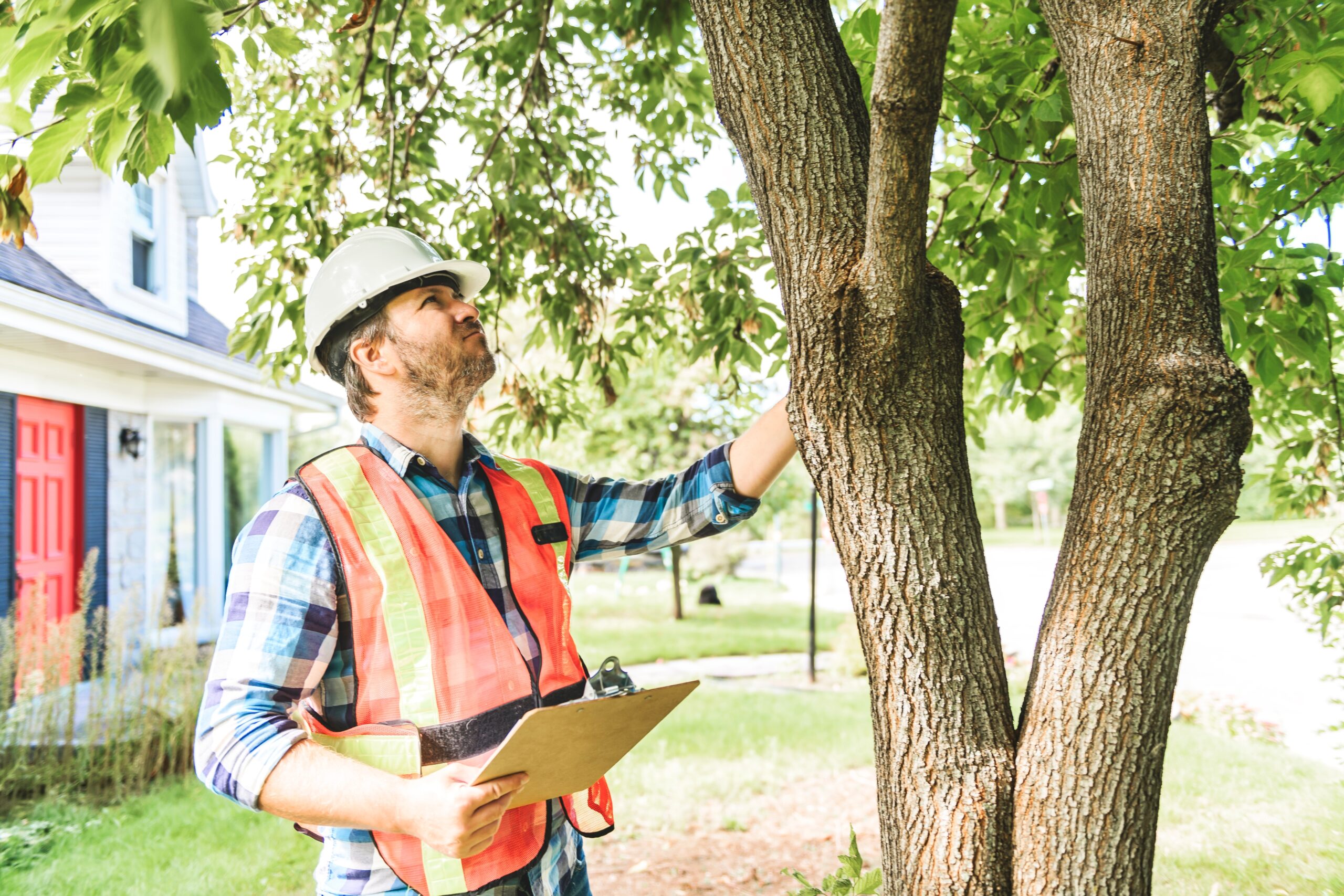 Tree Consultation & Inspection