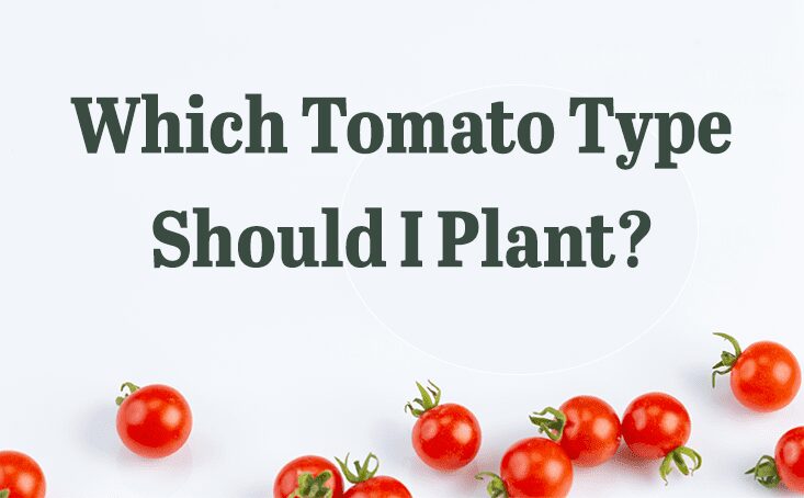 Text graphic: "Which Tomato Type Should I Plant?" with scattered cherry tomatoes at the bottom.