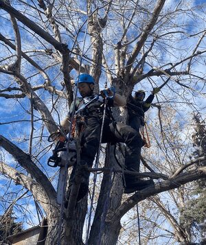 CALVINMARCOGREENASH Two arborists from Prune It Up Tree Service working together using ropes and harnesses to prune branches in a tall deciduous tree on a partly cloudy day