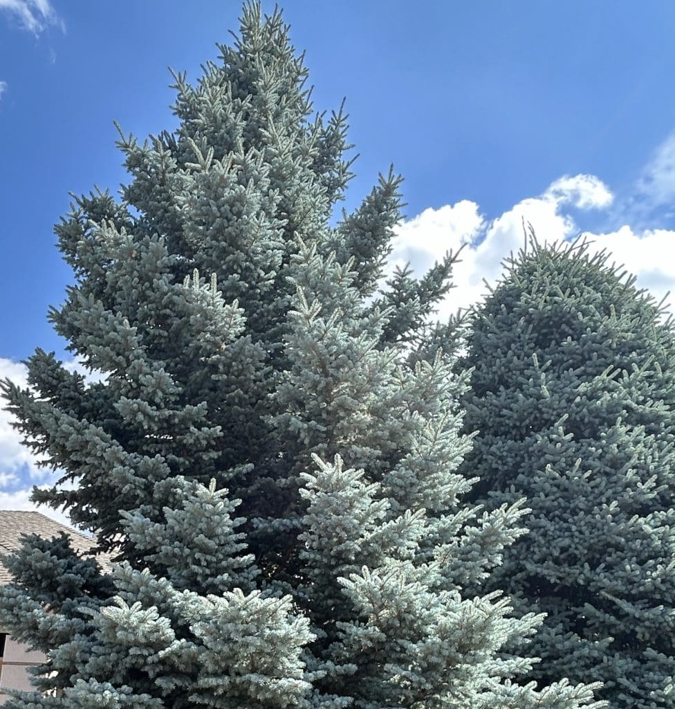 TreeDroughtandHeatSupport2 Two mature Colorado Blue Spruce trees