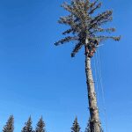 An arborist from Prune It Up Tree Service using safety ropes to prune the upper branches of a tall evergreen tree against a clear blue sky