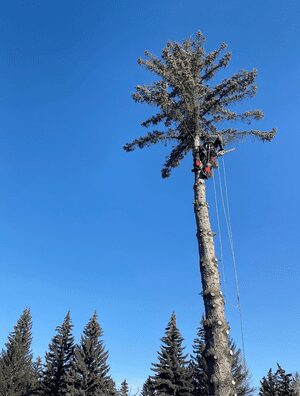 andrewtreeremoval An arborist from Prune It Up Tree Service using safety ropes to prune the upper branches of a tall evergreen tree against a clear blue sky
