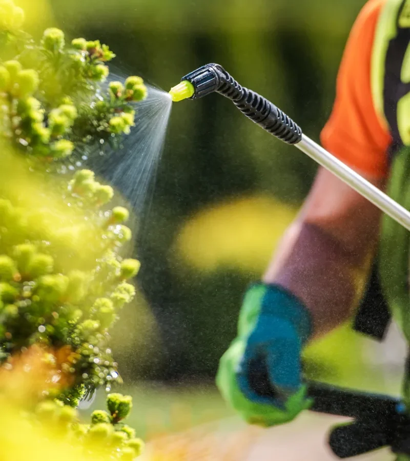 A person wearing gloves sprays a green bush with a garden sprayer, applying liquid to the plant outdoors.