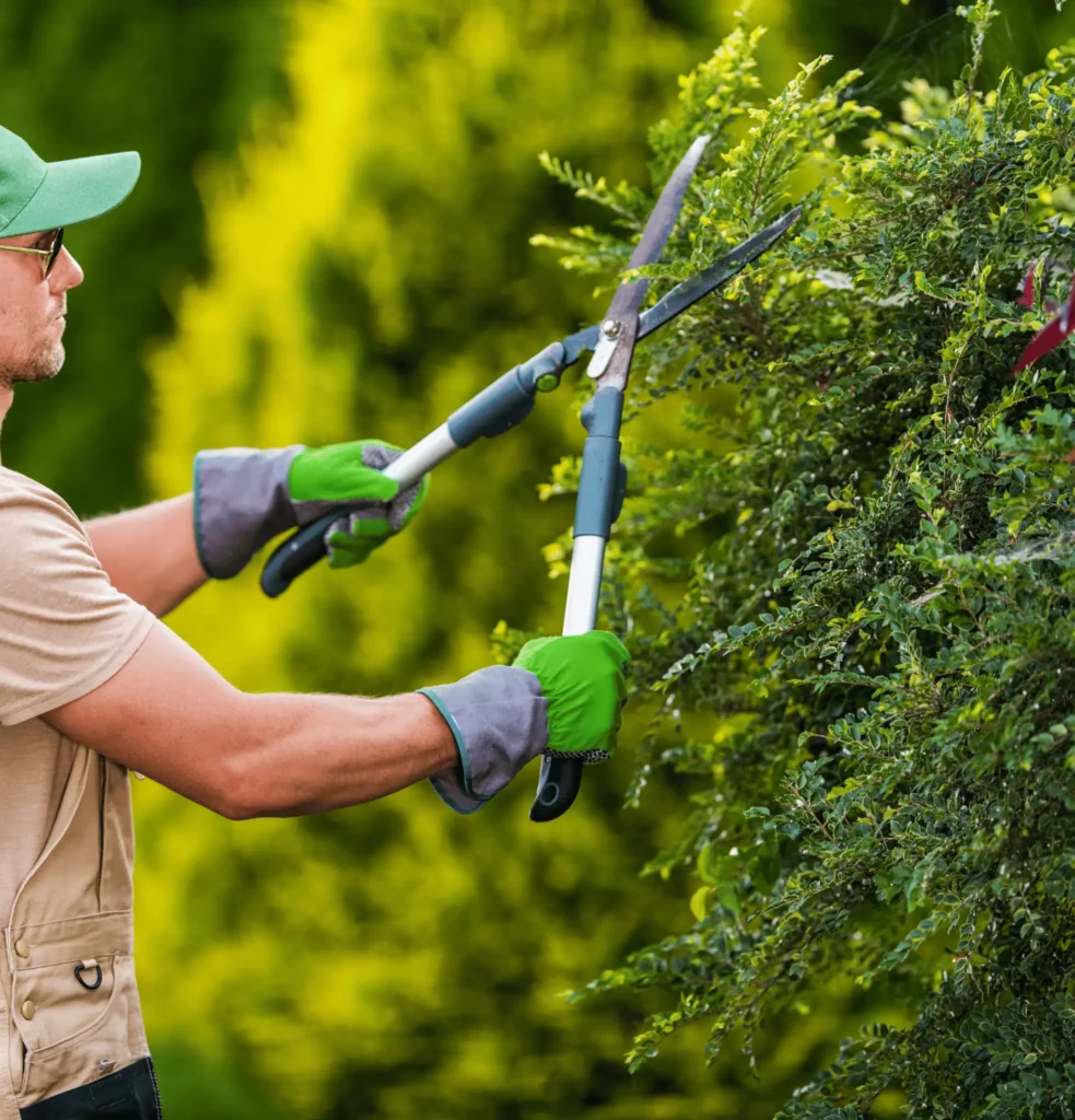 SIU-Tree-Shaping-3-1 A person wearing gloves and a cap uses hedge shears to trim green bushes outdoors.