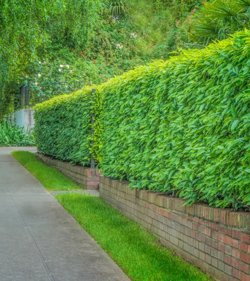 SIU_Hedge_Trimming_compressed A neatly trimmed green hedge on top of a red brick wall lines the edge of a sidewalk, with lush greenery in the background.