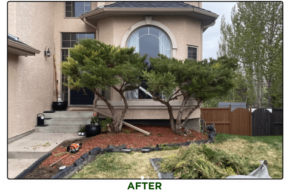 TREE PRUNING AFTER