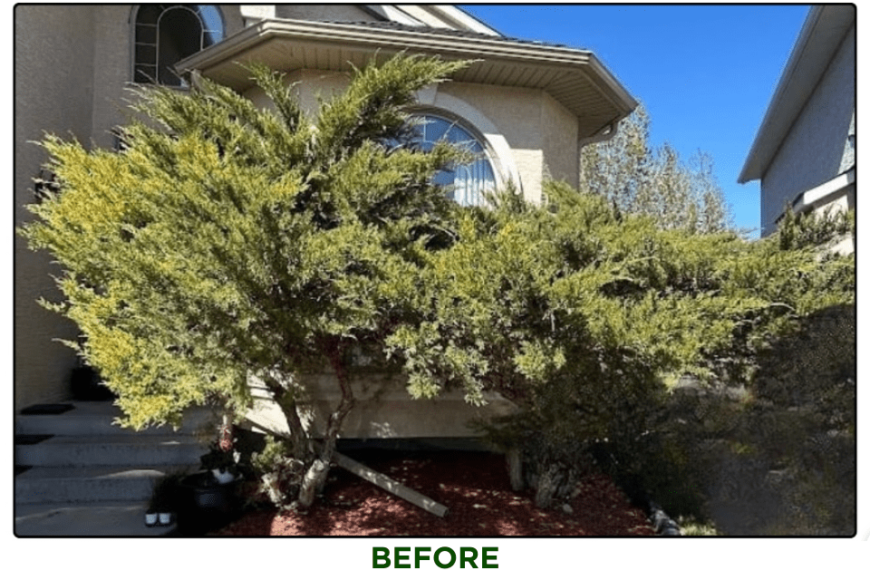 TREE PRUNING BEFORE