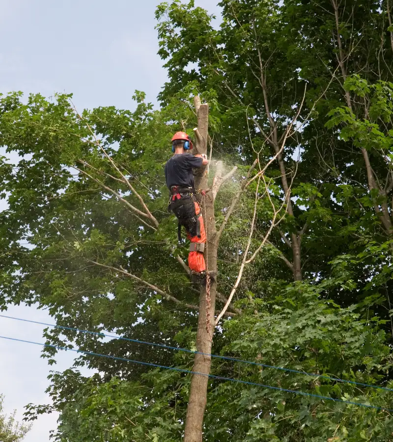 Tree_Removal_compressed A worker wearing safety gear uses a chainsaw to cut branches while secured high up in a tree surrounded by green leaves.
